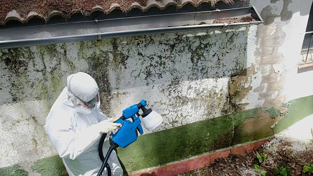 Trusted Mold Remediation service in Saint Leonard, MD - Cheap Mold Removal